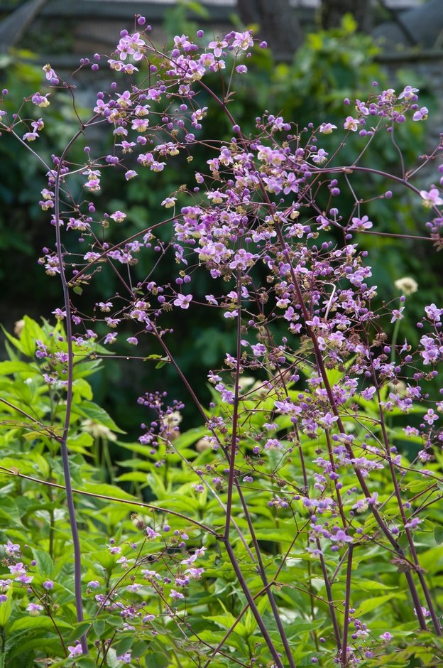 lavender mist meadow rue