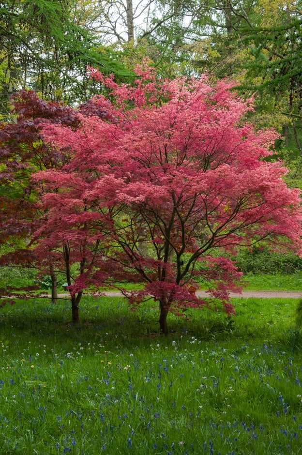 Japanese maple 'Deshōjō'