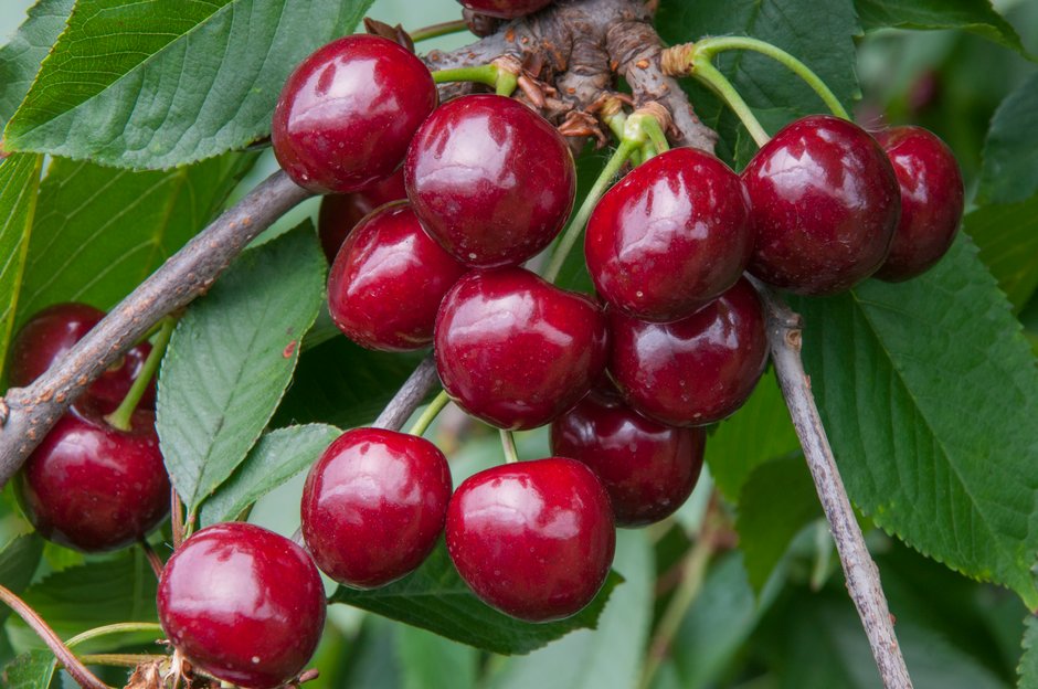 Prunus Avium Summer Sun D Cherry sweet Summer Sun Fruit Prunus Avium Summer Sun D Cherry sweet Summer Sun Fruit