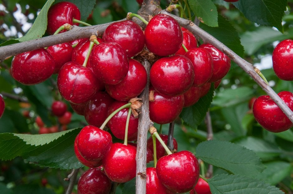cherry (sweet) 'Penny'