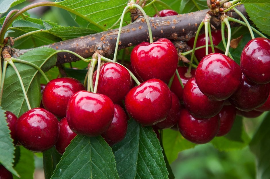 cherry (sweet) 'Lapins'