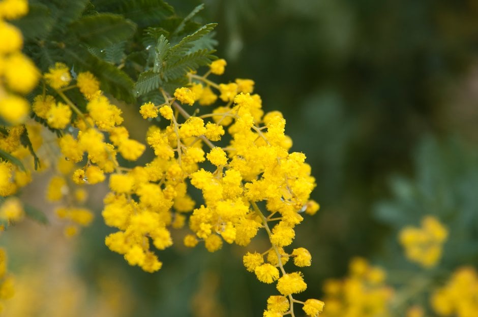 Cootamundra wattle