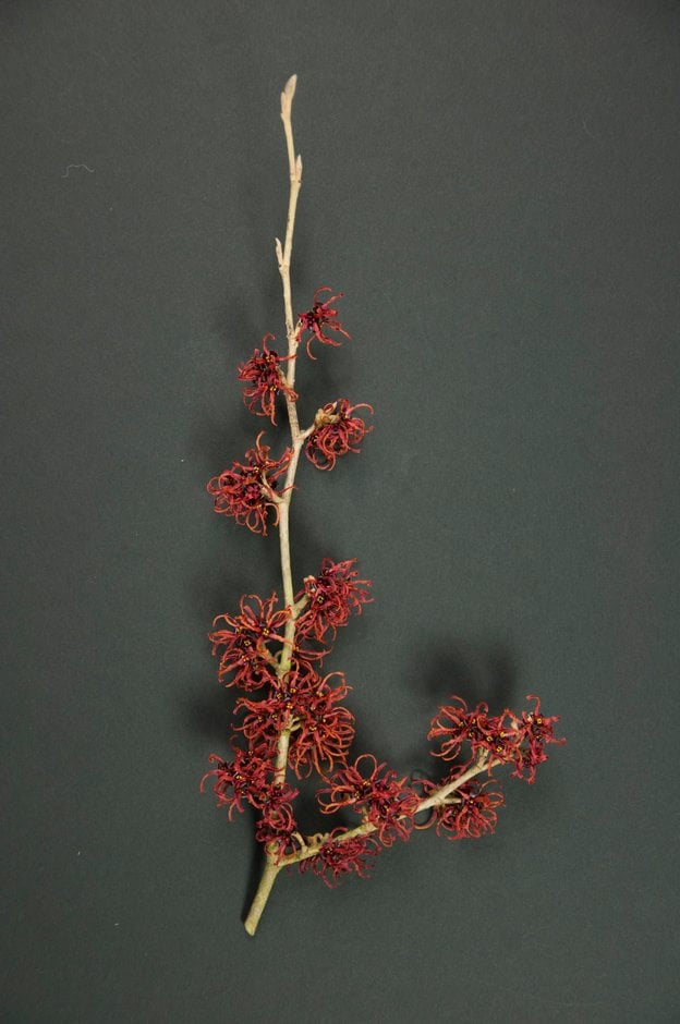 witch hazel 'Rubin'