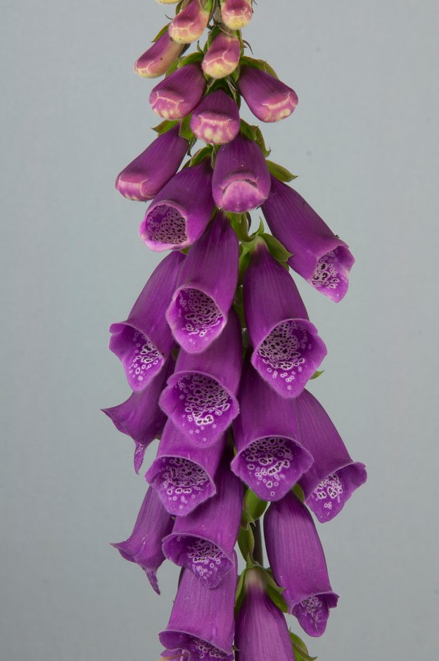 common foxglove