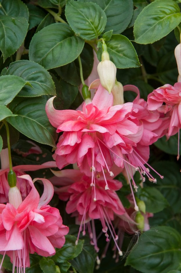 fuchsia 'Marcus Graham'