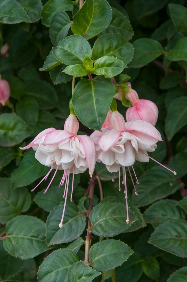 fuchsia 'Sarah Eliza'