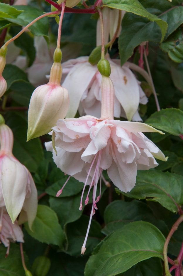 Fuchsia &Pink Marshmallow& (d) | fuchsia &Pink Marshmallow ...