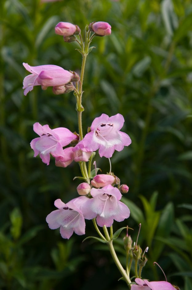 penstemon 'Pensham Freshwater Pearl'