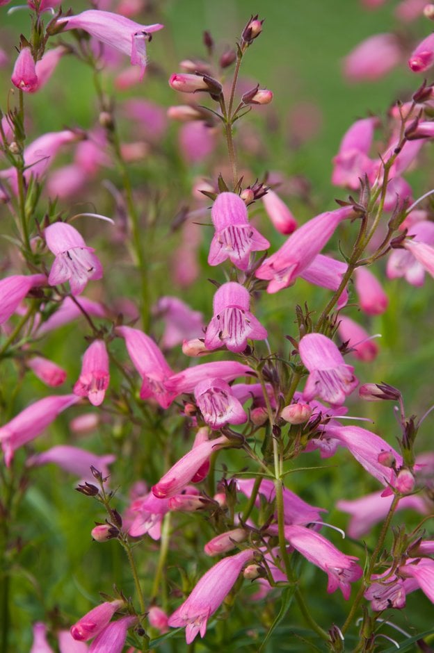 penstemon 'Evelyn'