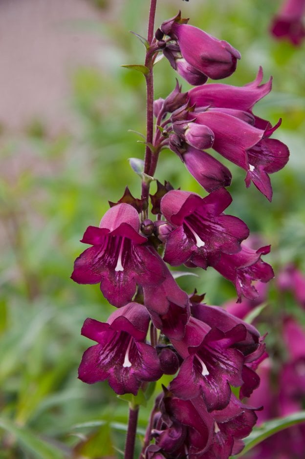 penstemon 'Pensham Blackberry Ice'