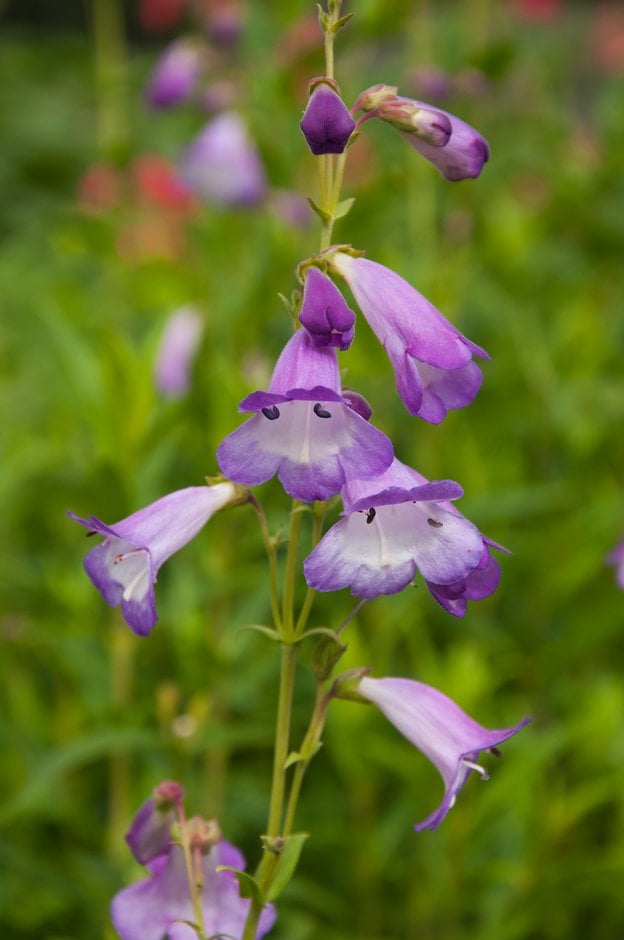 penstemon 'Alice Hindley'