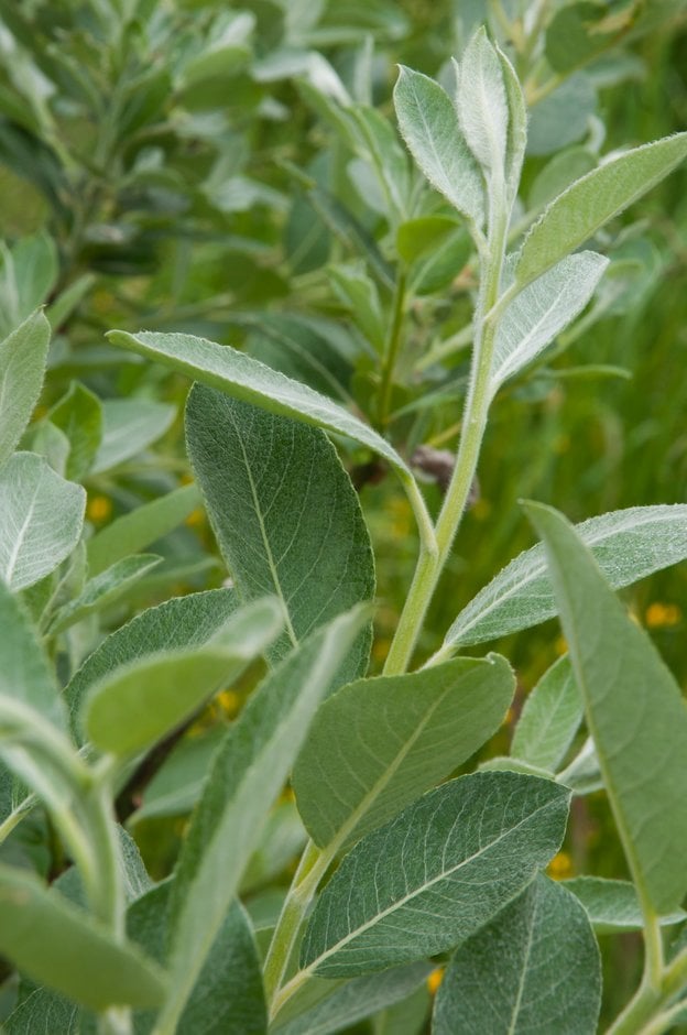 coastal willow