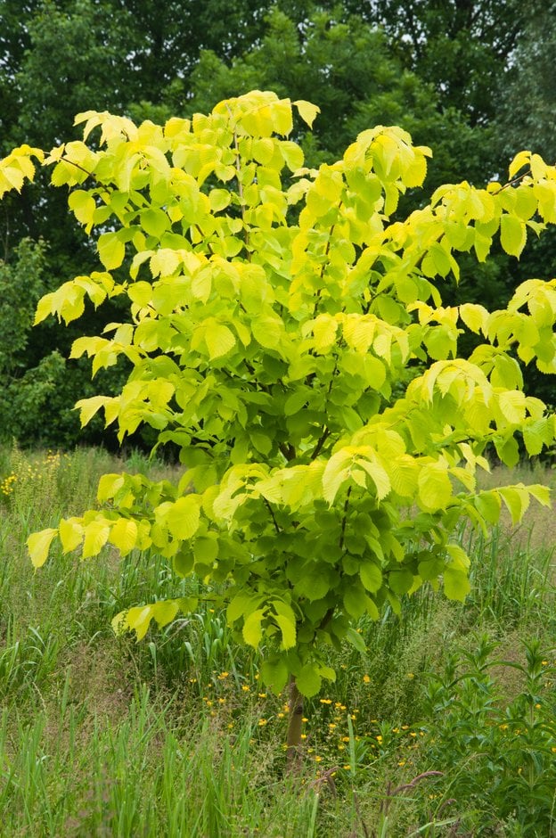 wych elm 'Lutescens'