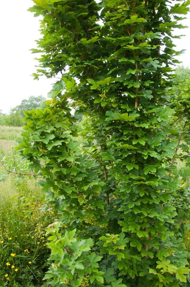 field maple 'William Caldwell'
