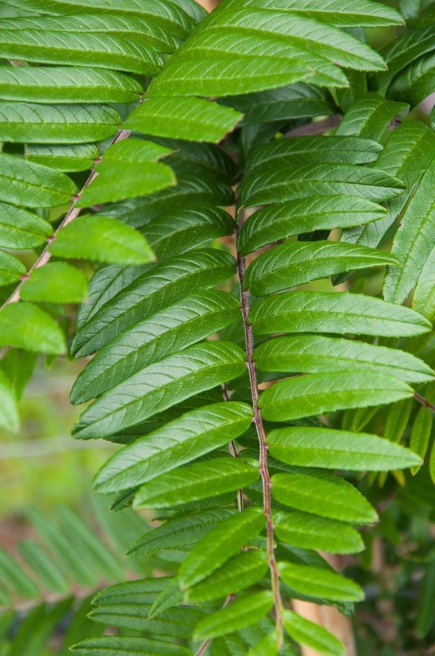 ladder leaf rowan