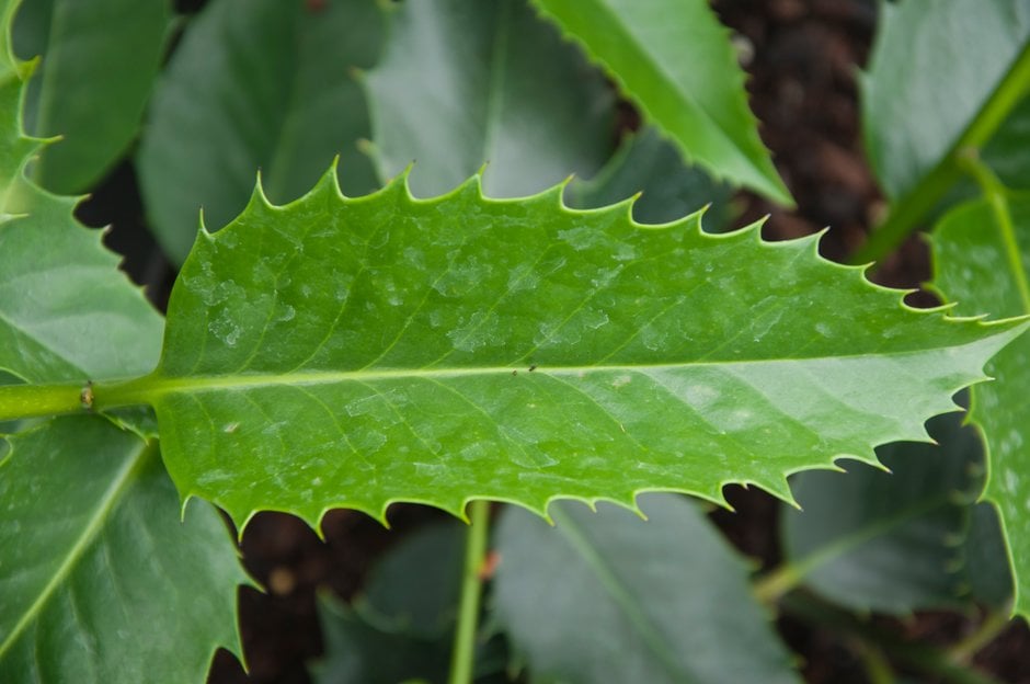 holly 'Chestnut Leaf'