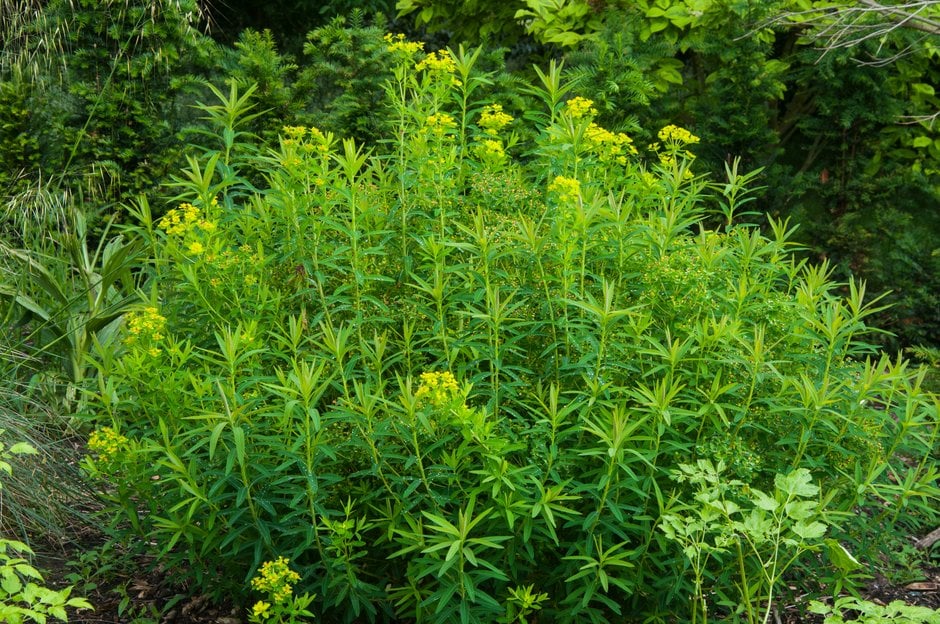 marsh spurge