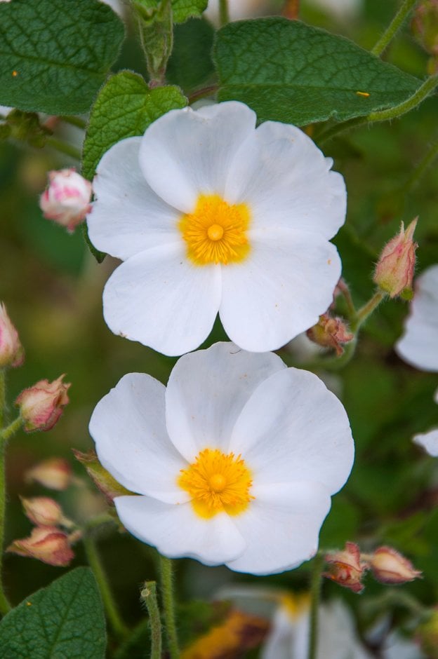 Cistus × hybridus | hybrid rock rose Shrubs/RHS Gardening