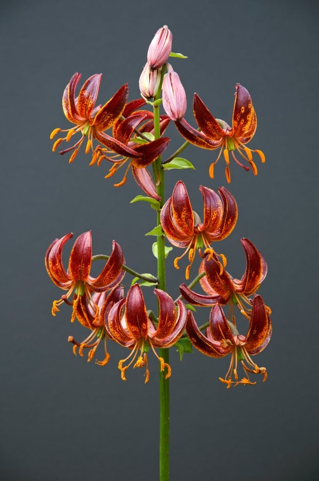 lily 'Arabian Knight'