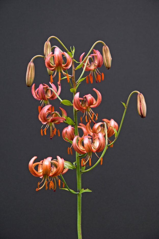 lily 'Russian Red'