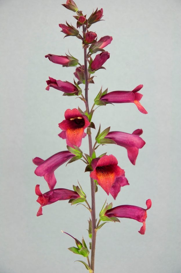 foxglove [Illumination Ruby Slippers]
