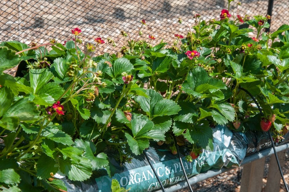 strawberry 'Ruby Ann'