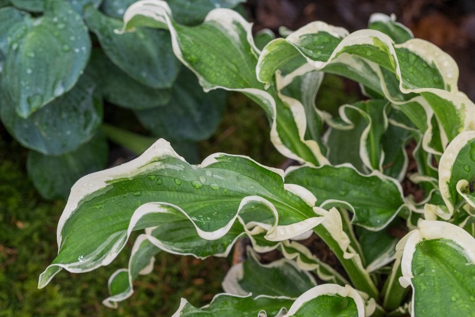 plantain lily 'Let's Twist Again'