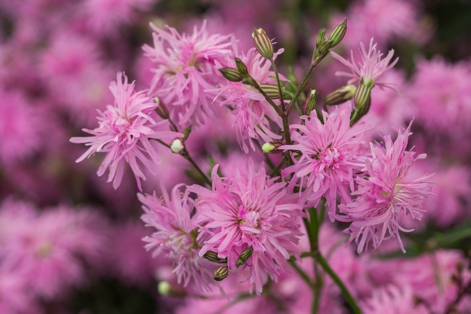 ragged robin 'Petite Jenny'