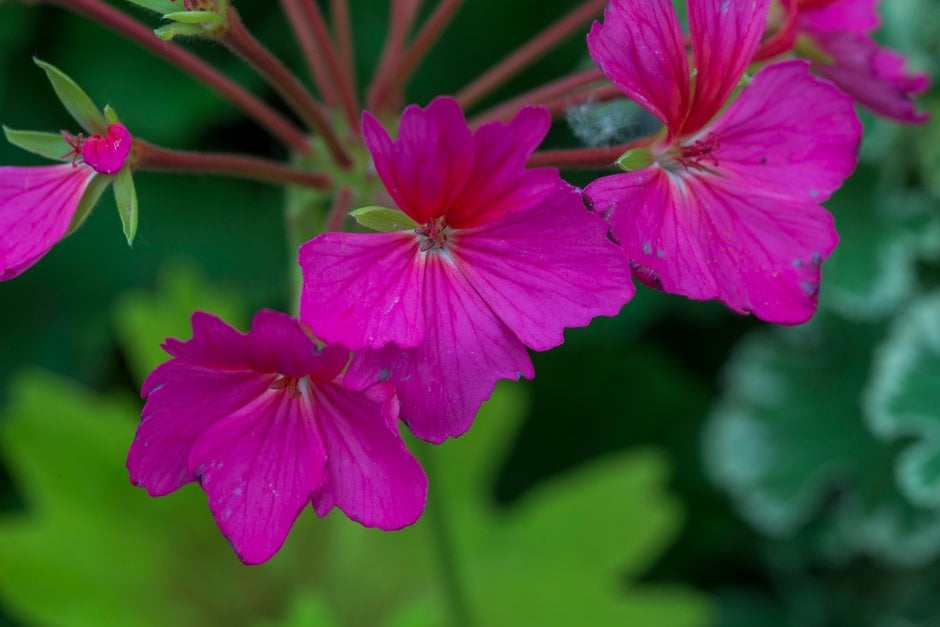 geranium 'Stellar Deanna Westwood'