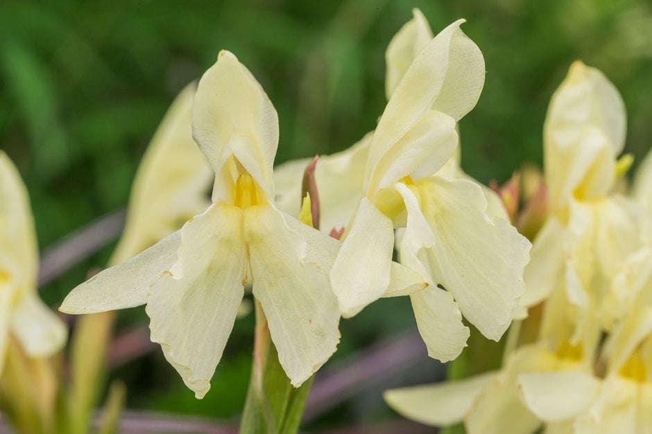 cautleya-flowered roscoea 'Vanilla'