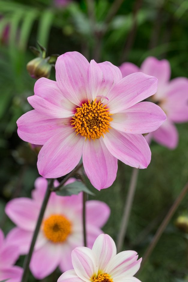 dahlia 'MT New Pink Single'