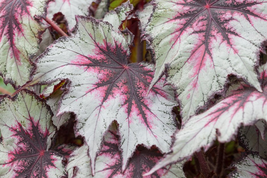 begonia 'Silver Spirit'