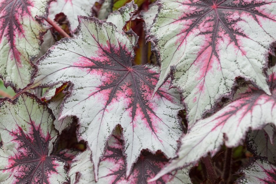 begonia 'Silver Spirit'