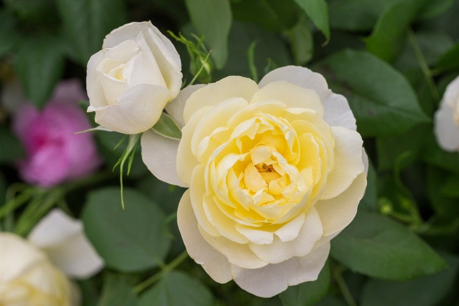 Rosa Vanessa Bell (&Auseasel&PBR) (S) | rose [Vanessa Bell] Roses/RHS ...