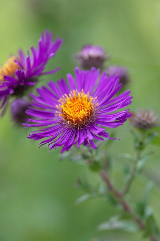 Symphyotrichum novae-angliae 'Violetta' | New England aster 'Violetta ...