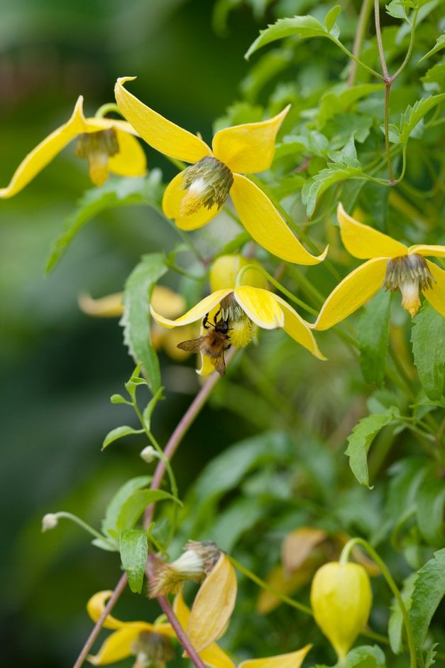 clematis 'Helios'