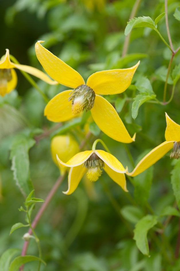 clematis 'Helios'