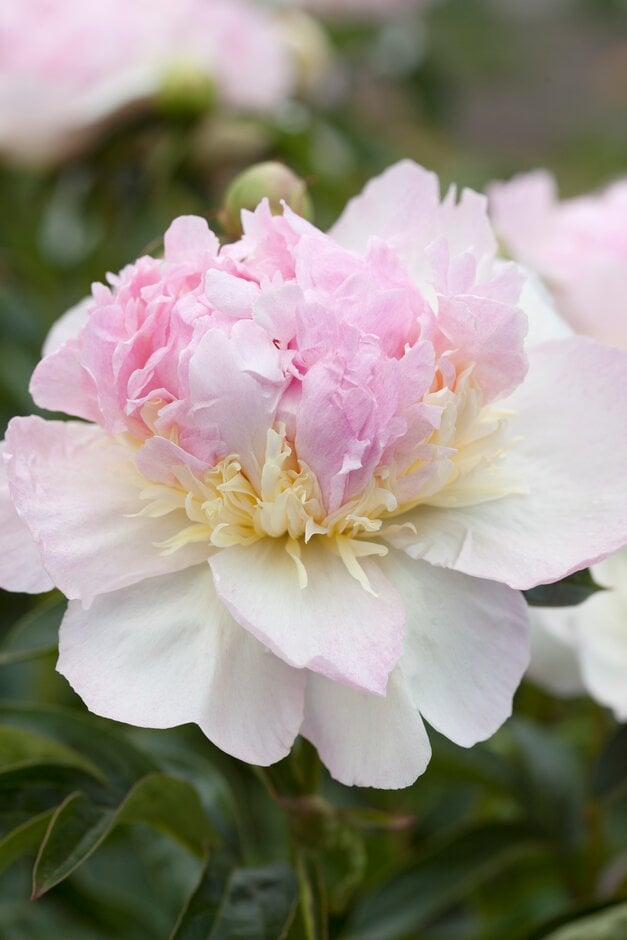 peony 'Raspberry Sundae'