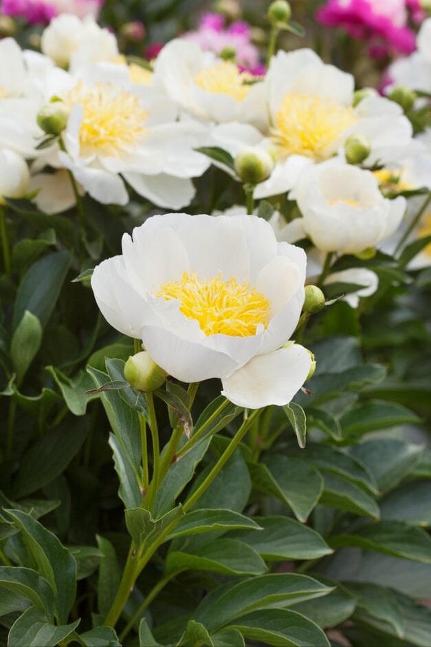 Paeonia lactiflora &Jan van Leeuwen& | peony &Jan van Leeuwen& Herbaceous Perennial/RHS Gardening