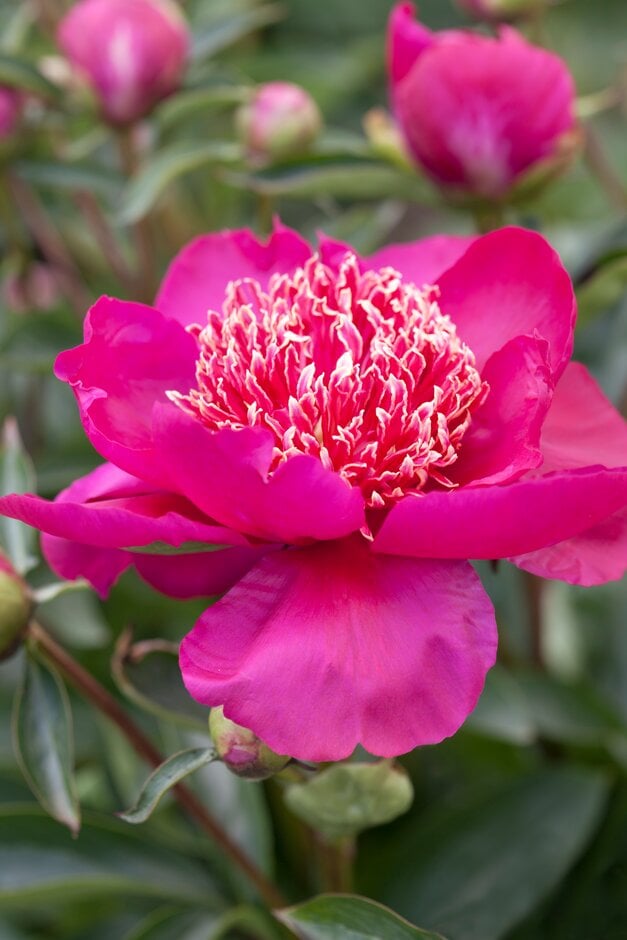 peony 'Barrington Belle'