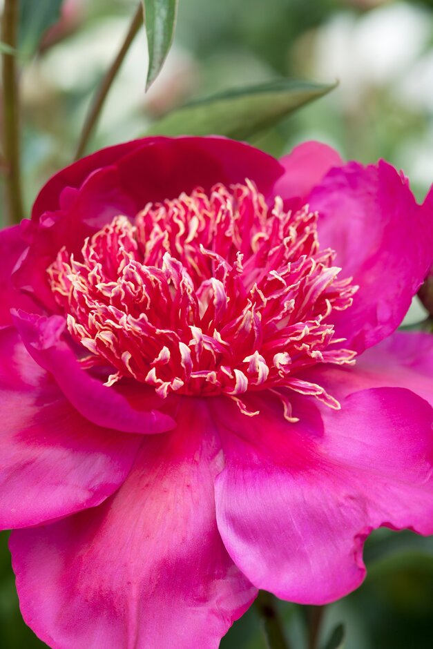 peony 'Barrington Belle'