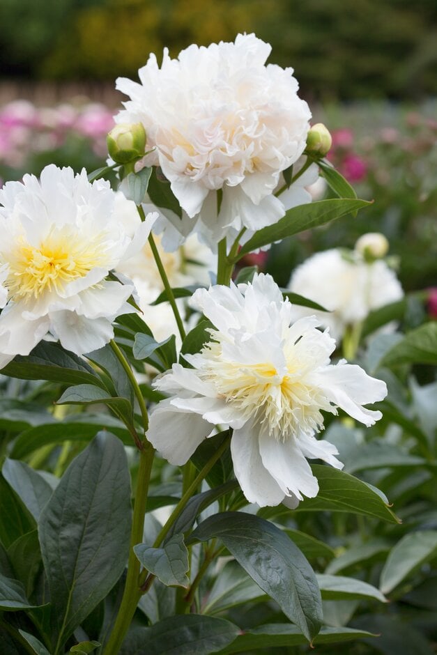 peony 'Top Brass'