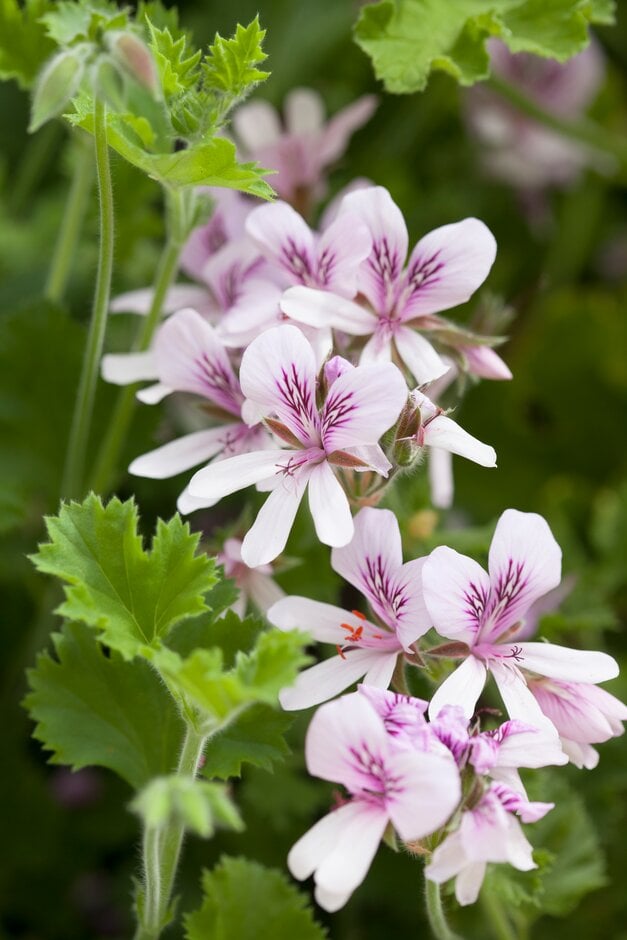 geranium 'Citronella'