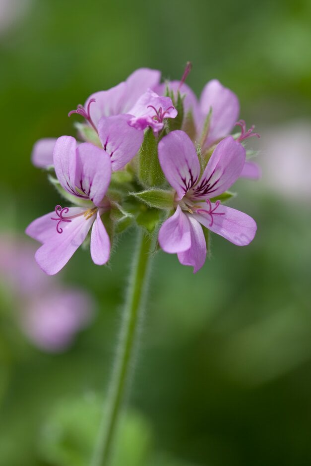 Pelargonium capitatum &Attar Of Roses& | geranium &Attar of Roses ...