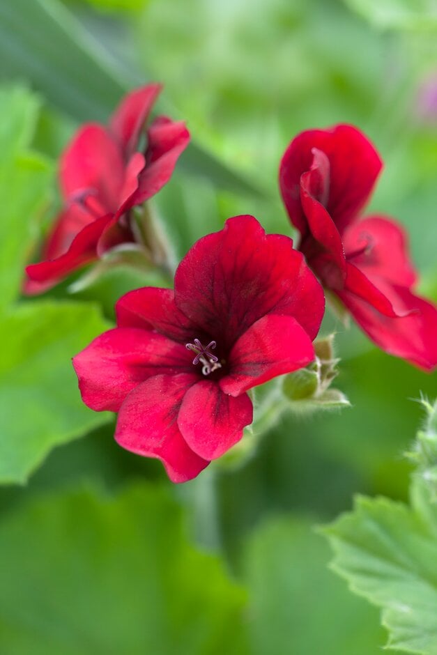 geranium 'Mystery'