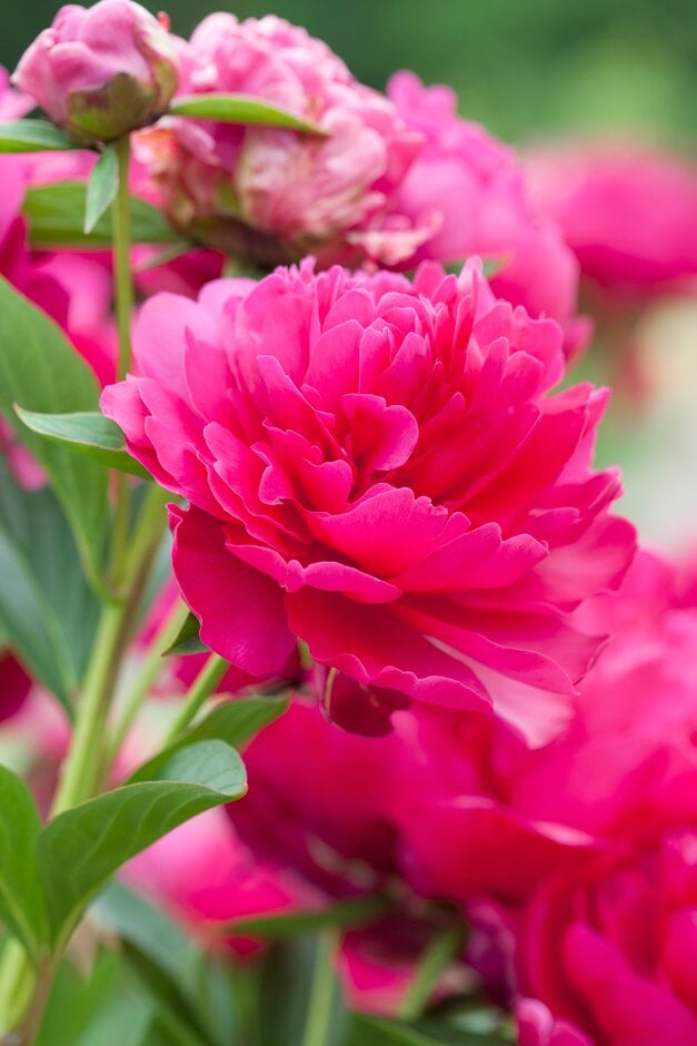 peony 'Paul M. Wild'