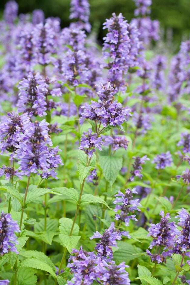 dark-flowered catmint