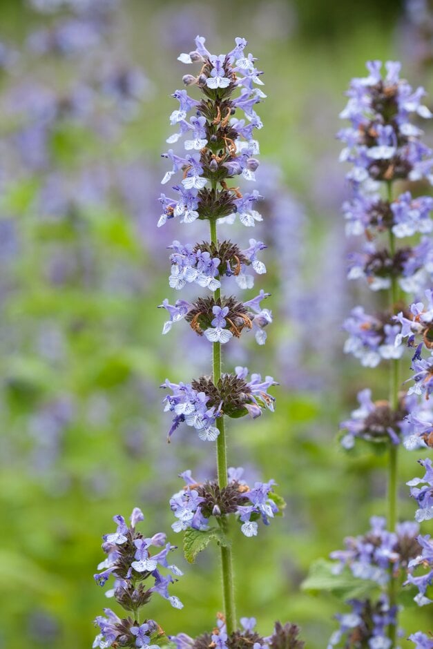 Clark's catmint