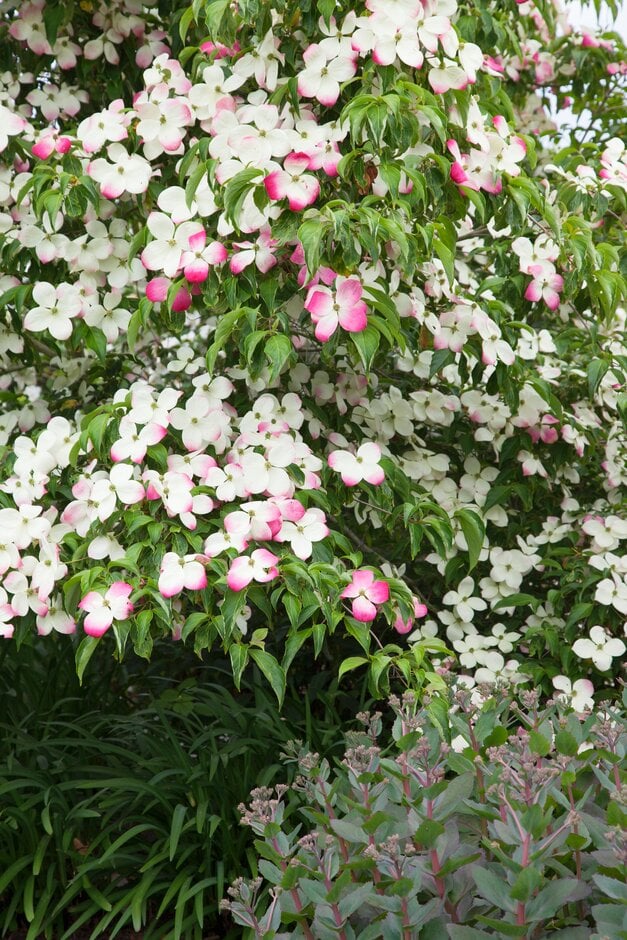 dogwood 'Gloria Birkett'