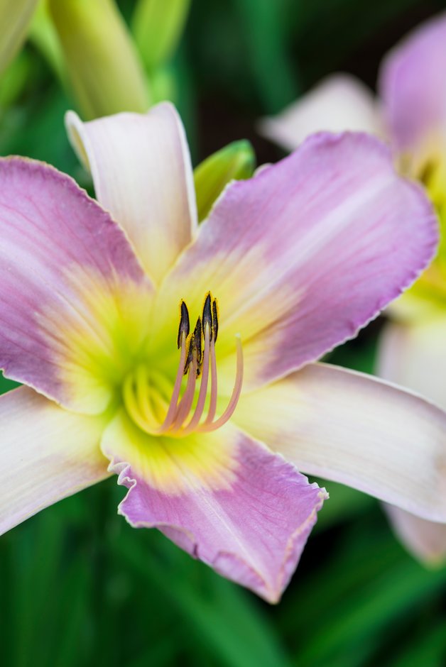 daylily 'Calligraphy'